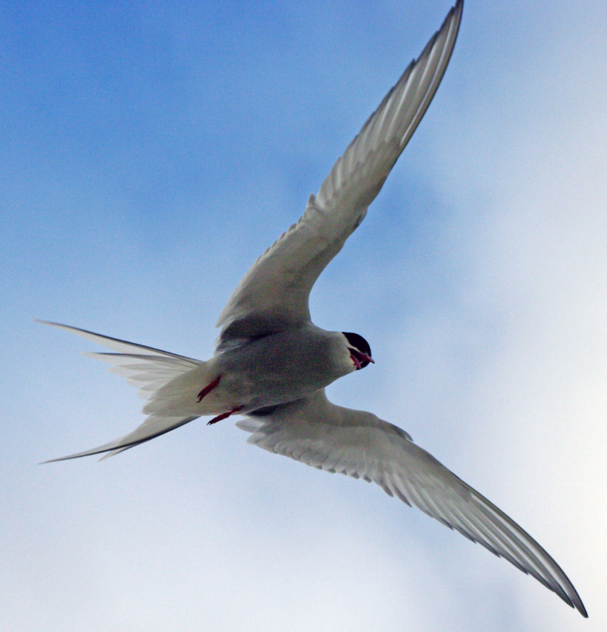 Arctic tern