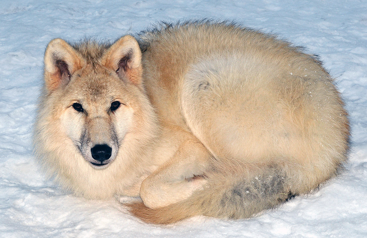 Arctic Wolves