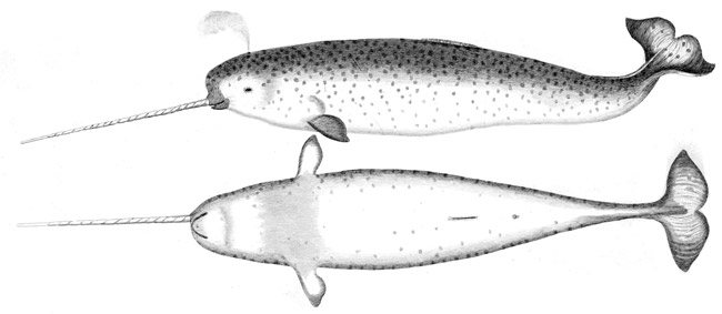 Narwhals of the Arctic Facts and Adaptations - Monodon monoceros