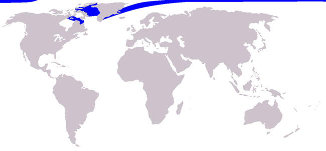 Narwhal distribution