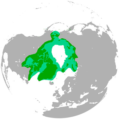 Polar bear diet facts Polar bear diet facts