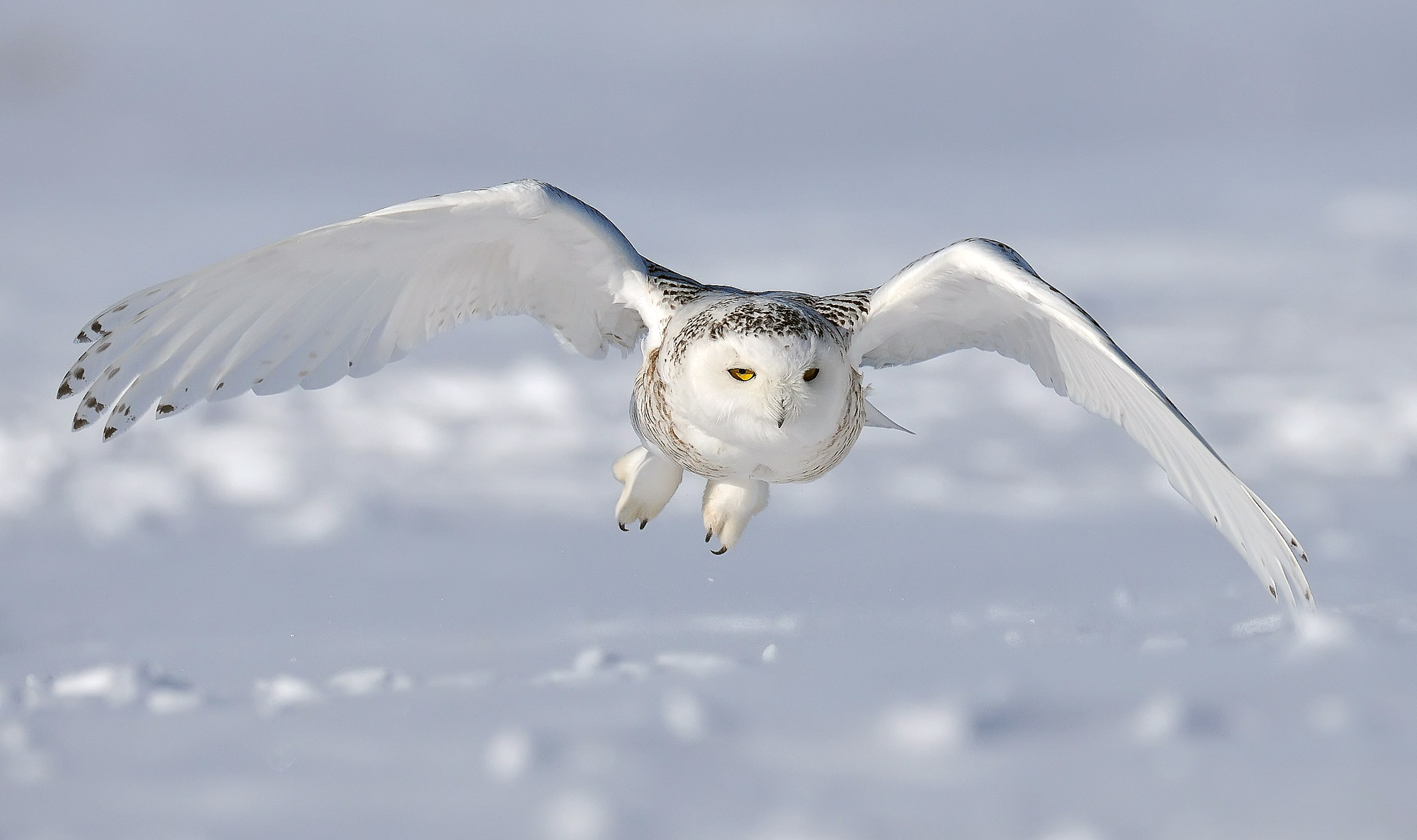 Snowy Owl Facts and Adaptations - Bubo scandiacus / scandiaca