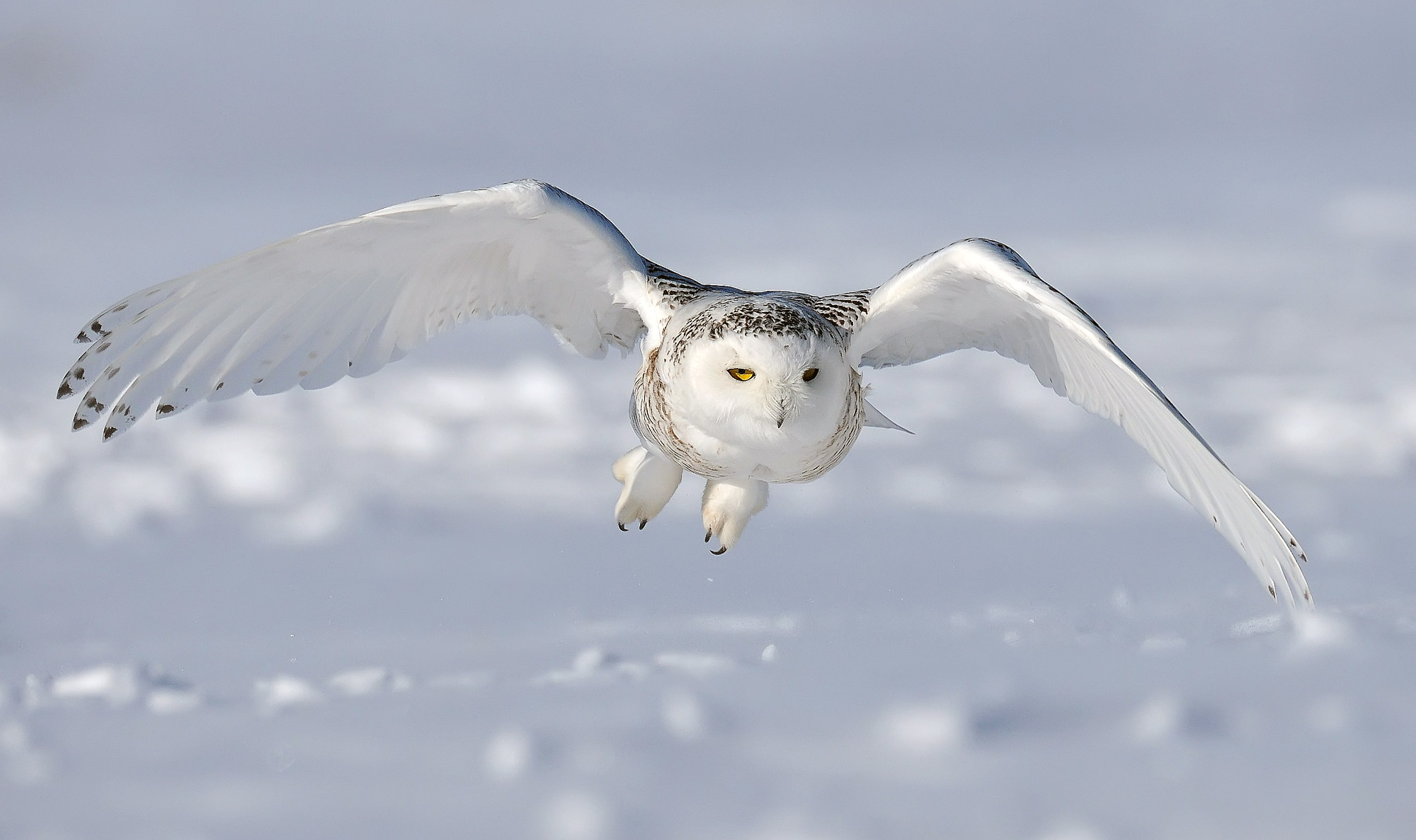 Owl Pellets: Down the Hatch and Back Again