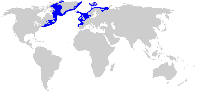 Greenland Shark Facts and Adaptations - Somniosus microcephalus