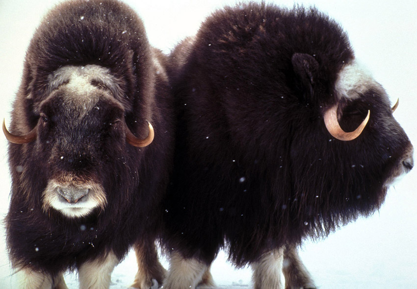 Musk oxen