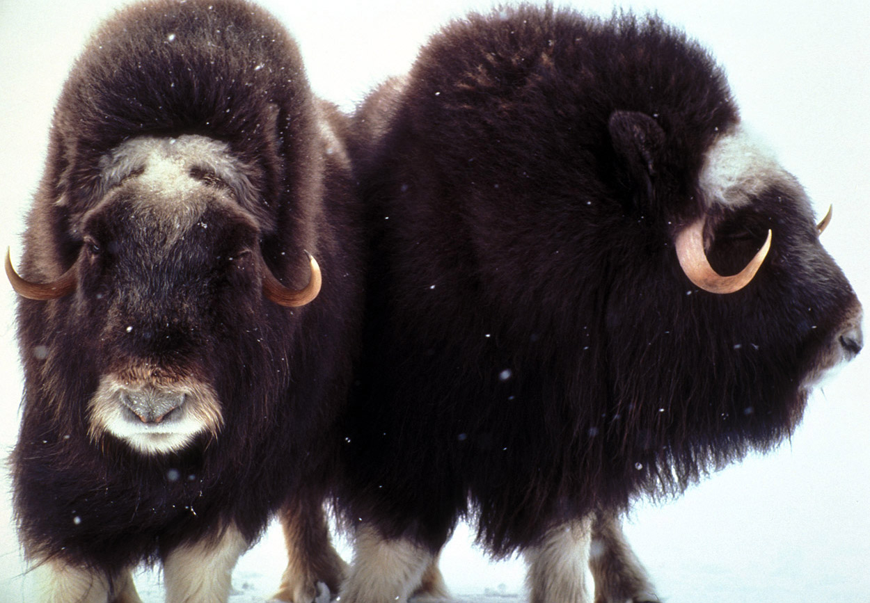 Musk Ox Facts and Adaptations - Ovibos moschatus