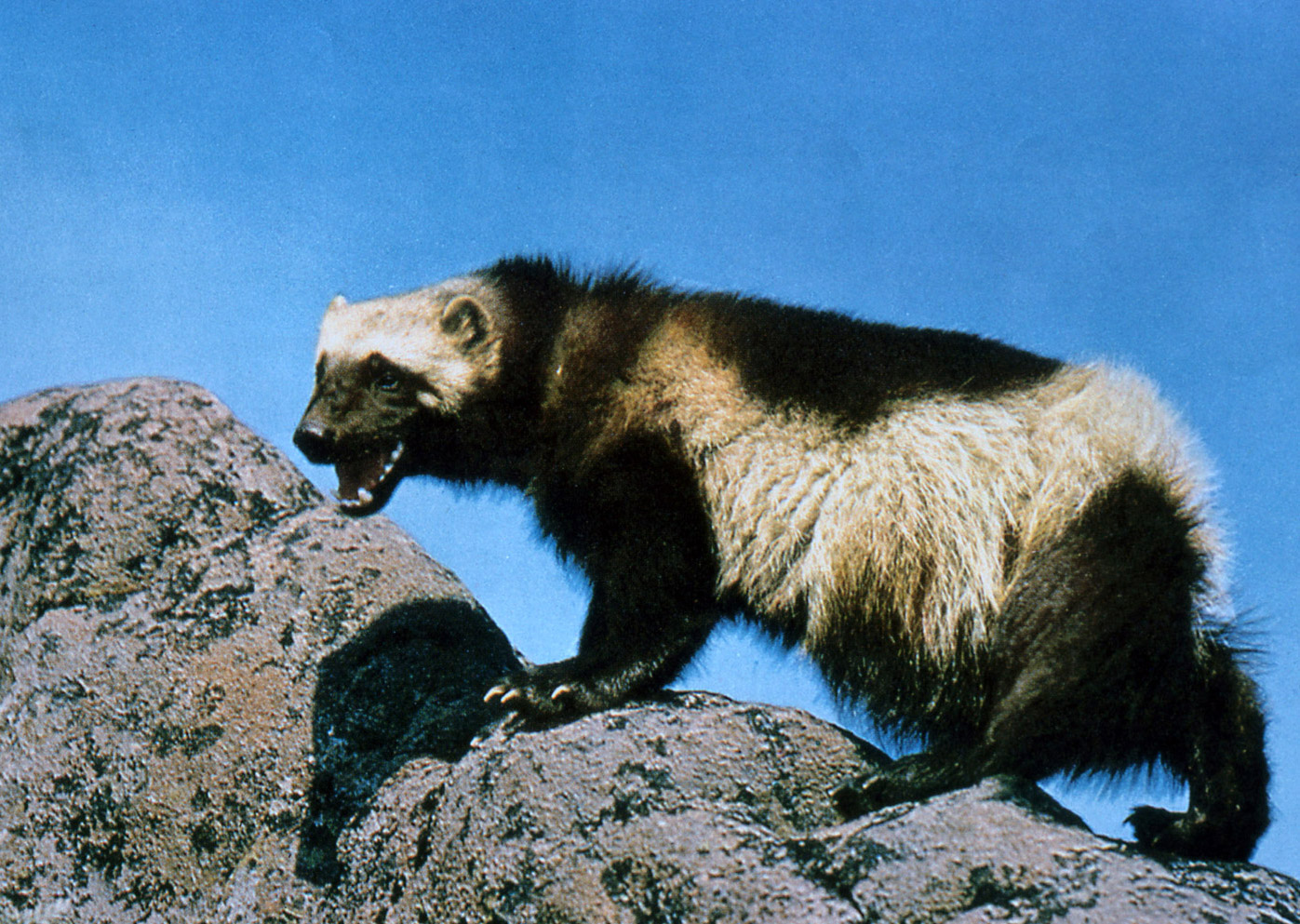 Wolverine Animal Facts And Adaptations Gulo Gulo