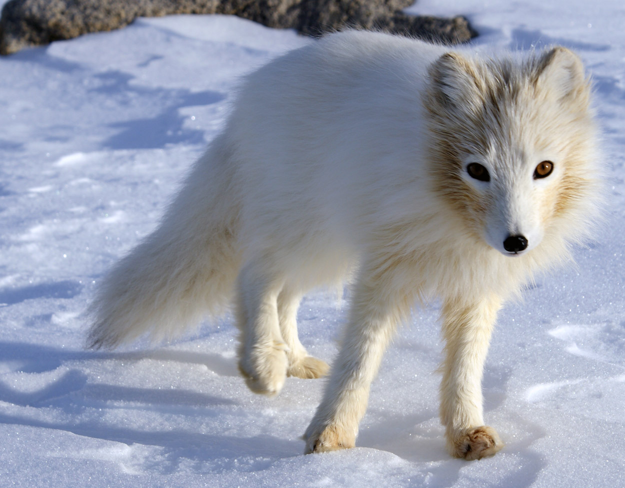 arctic ocean animals and plants