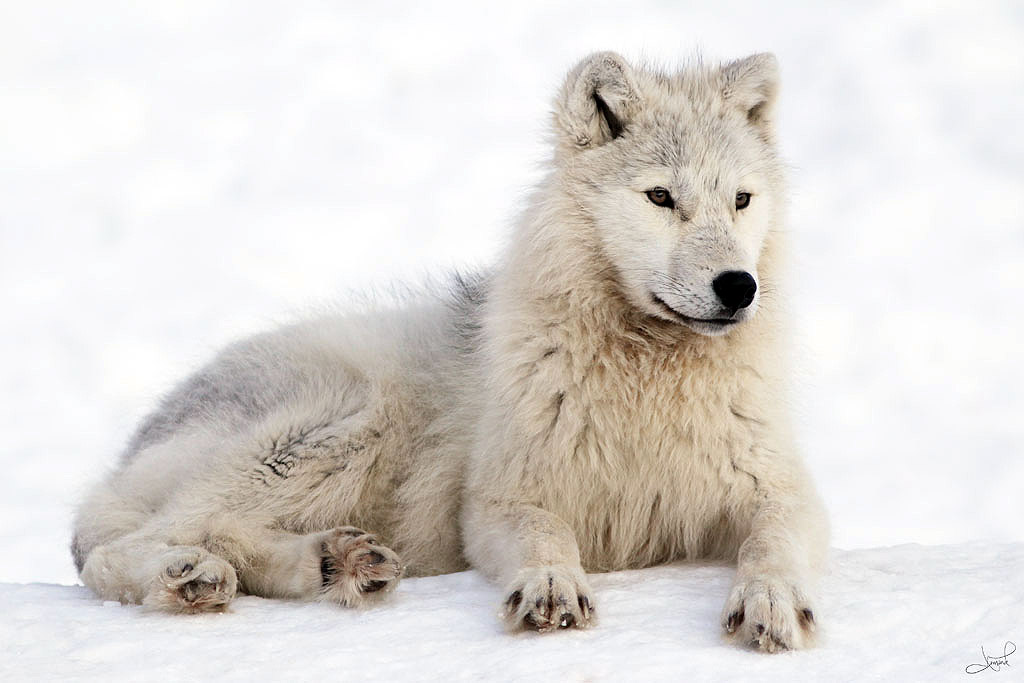 Arctic Wolf Facts and Adaptations - Canis lupus arctos