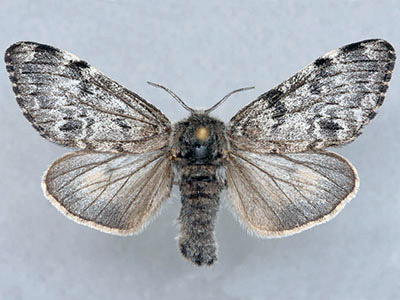 Arctic woolly bear moth