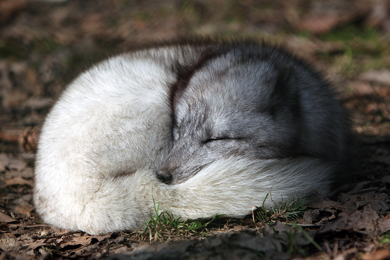 Sleeping Babes fox sleep