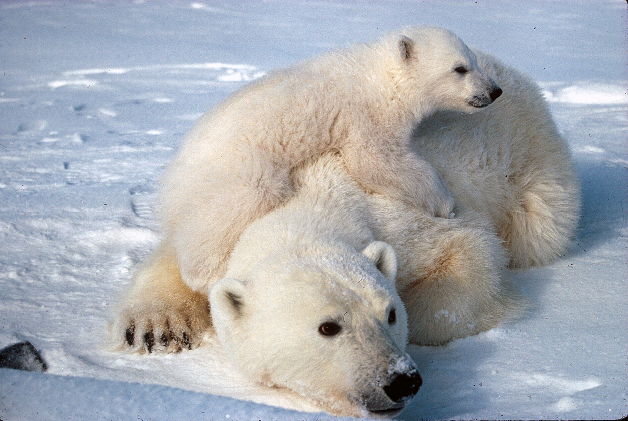 Surprising Polar Bear Facts About the King of the Arctic