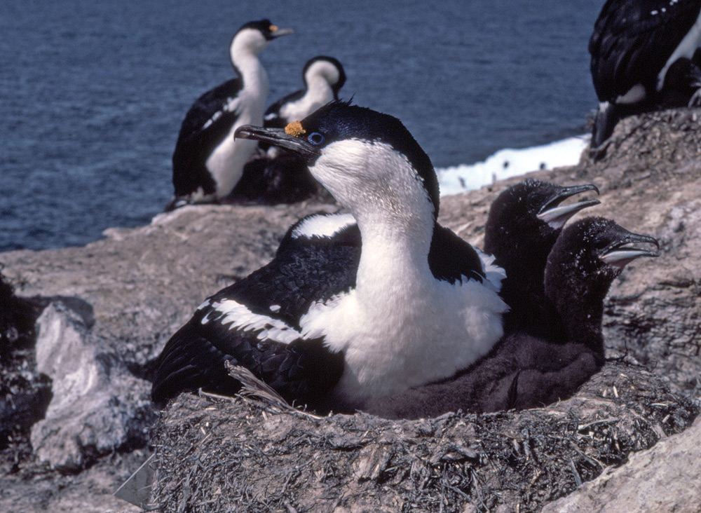 Blue eyed or Imperial shags