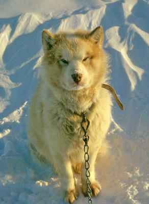 Sled dog