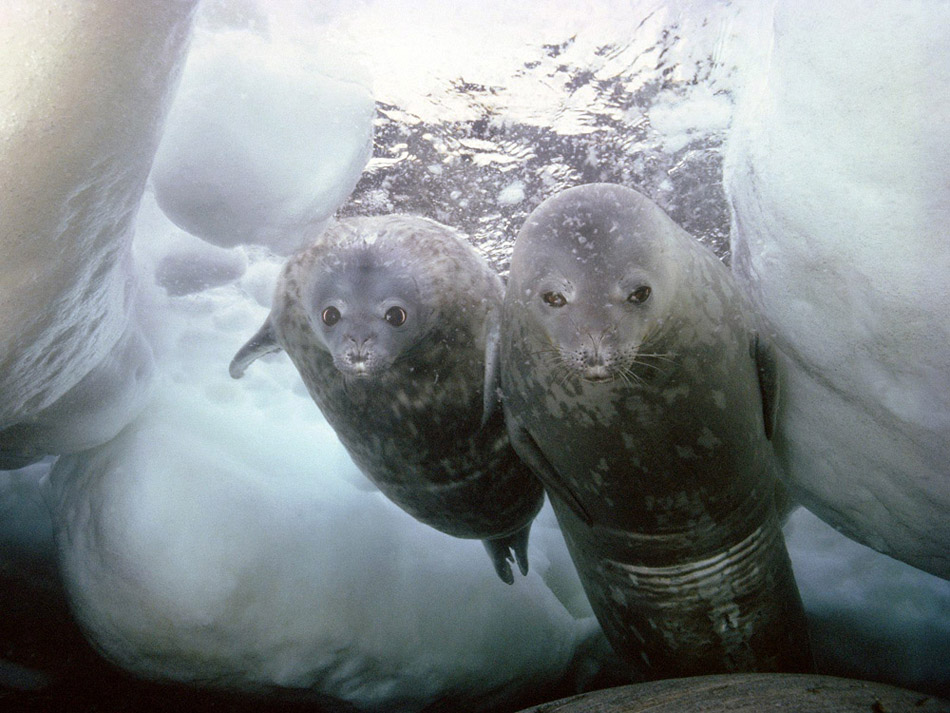 Weddell Seal, mother and pup