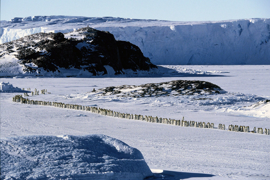 Adelie penguin