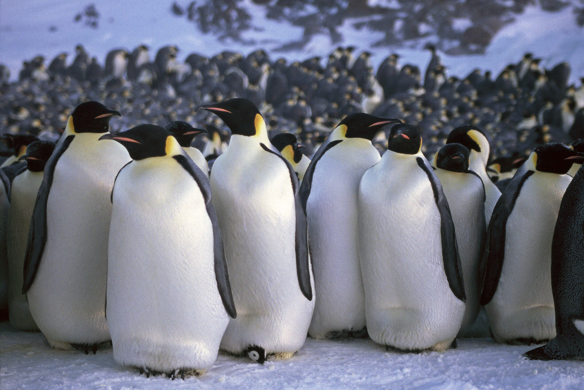 How do penguins stay warm and other adaptions to their environment