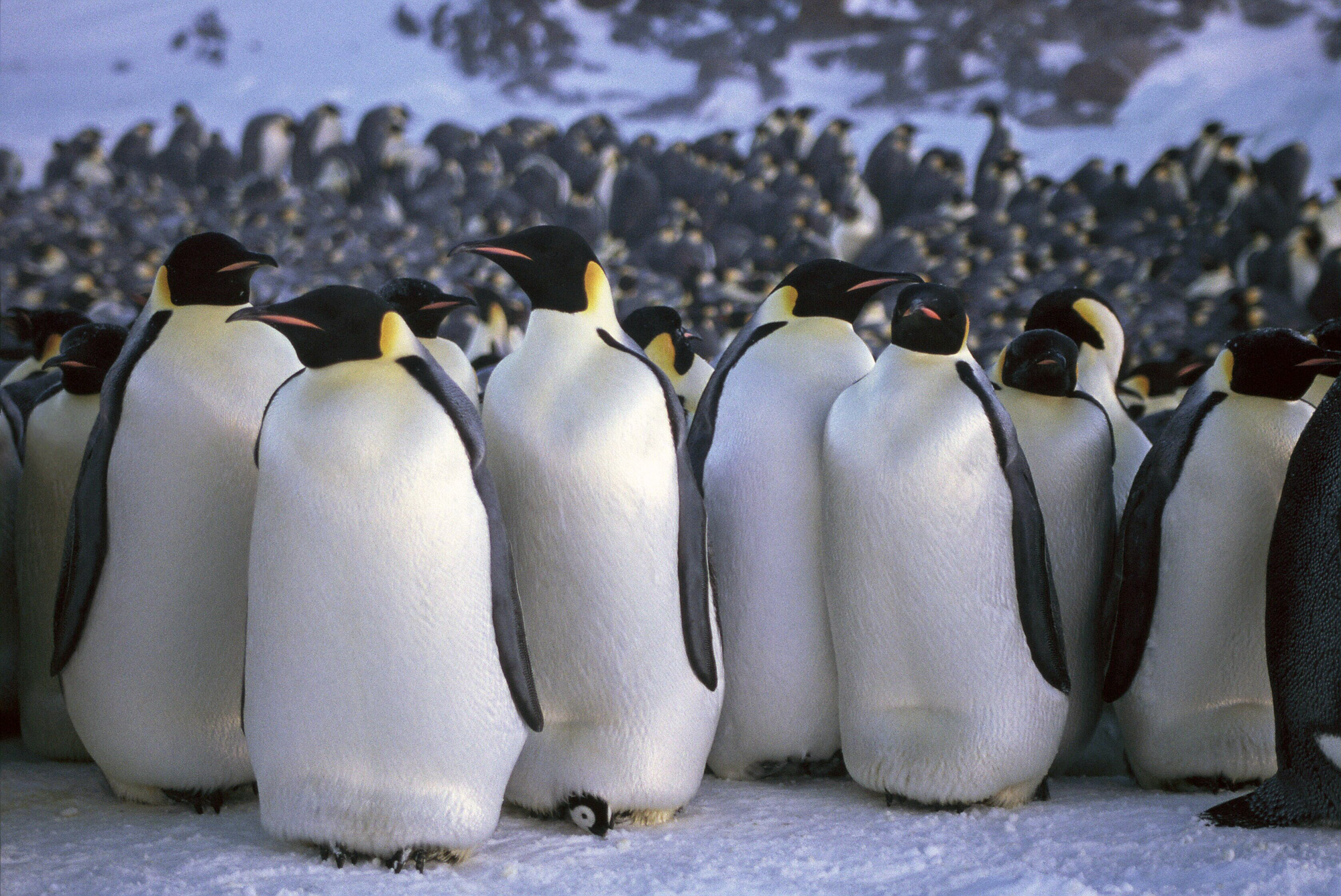 Adelie penguin