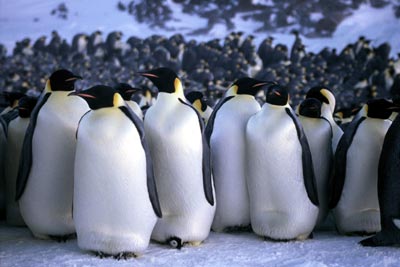 Emperor penguin group