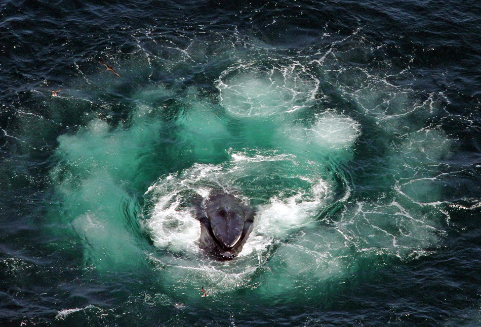 Deep Waters Spiral Upward Around Antarctica