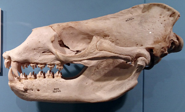 Leopard seal