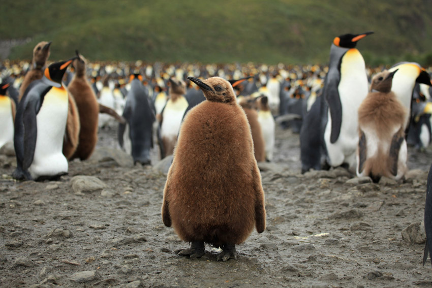 king penguins and chicks