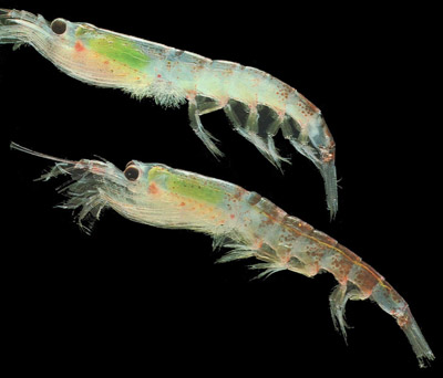 Fact - the lowly krill can live up to 10 years in Antarctica's frigid seas