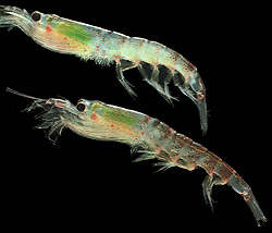Even the lowly krill can live up to 10 years in Antarctica's frigid seas