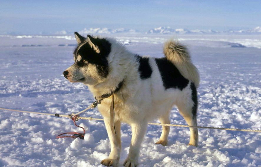 why are husky dogs banned in antarctica