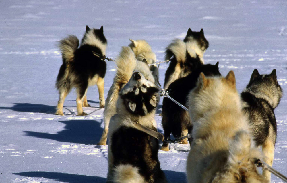 why are husky dogs banned in antarctica