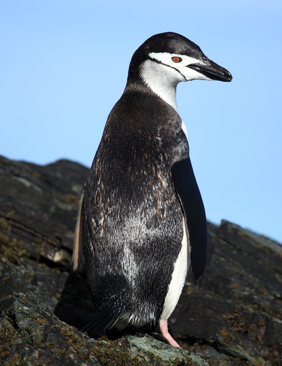 Chinstrap Penguins Antarctica File