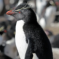 Rockhopper penguin