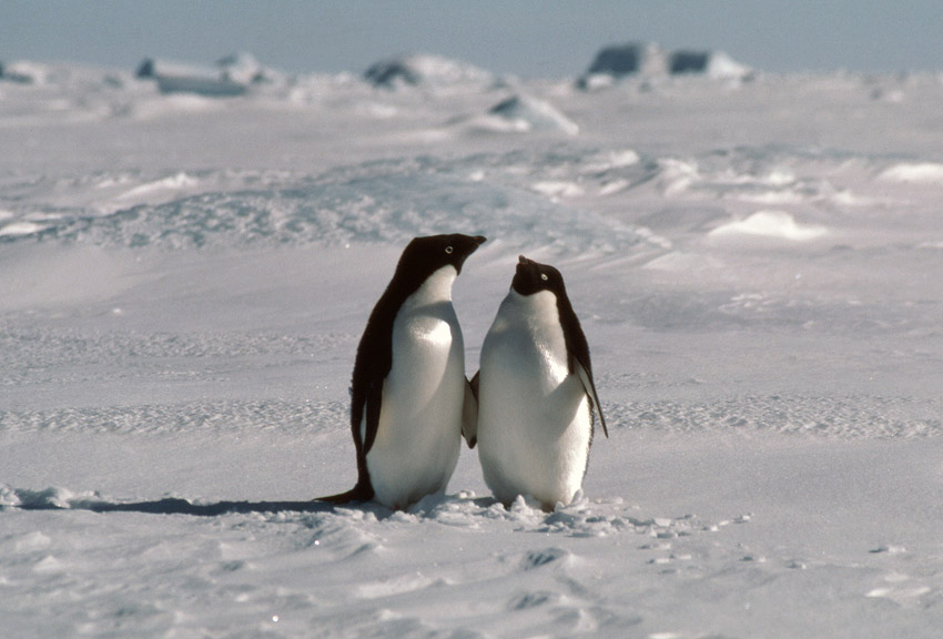 Adelie penguin