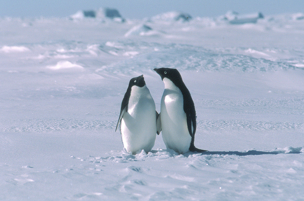 Penguins, small vertical animals