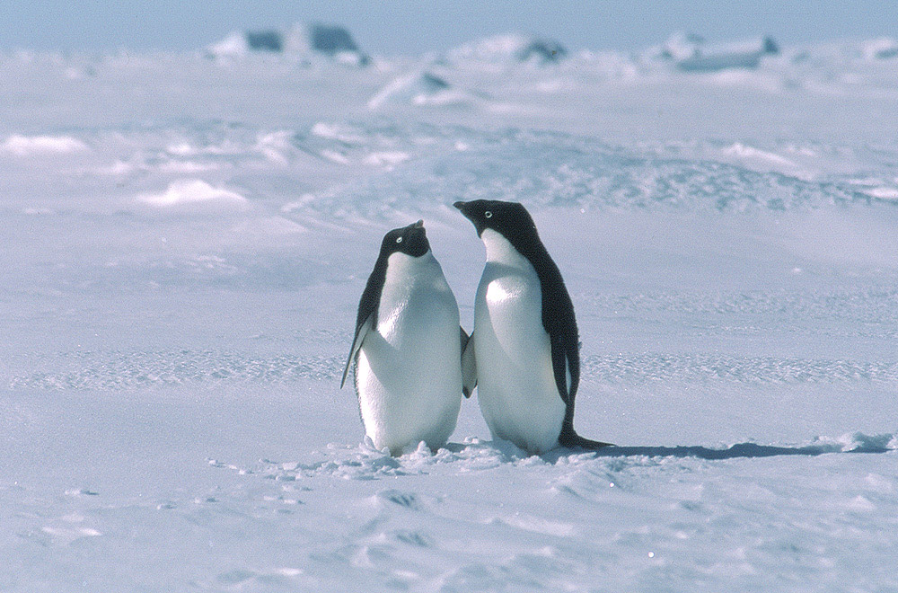 Adelie penguins on sea ice