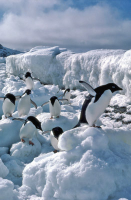 Adelie penguin