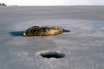 Weddell Seal, mother and pup