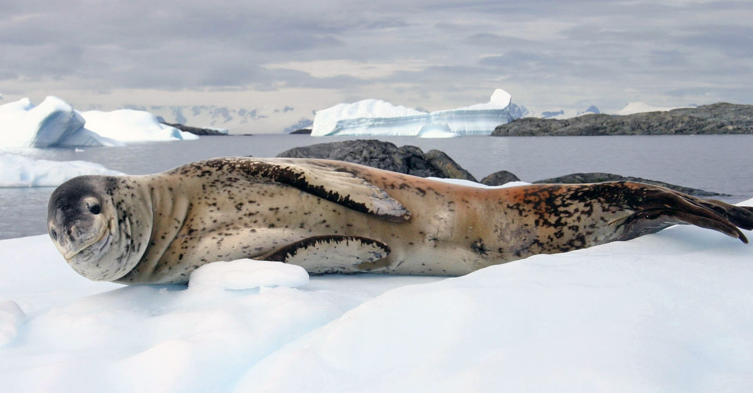 Leopard Seals - Hydrurga leptonyx - facts and pictures