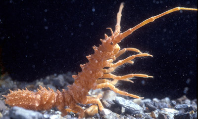 Without decapods, other organisms take their place - Antarcturus signiensis