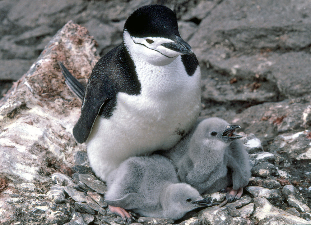 Chinstrap Penguin