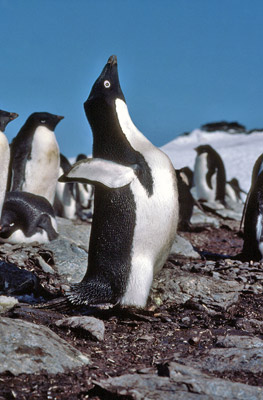 Crabeater seals