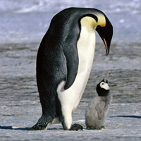 Emperor penguin