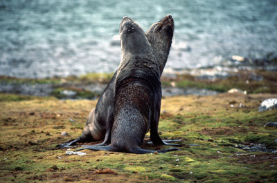 Southern Fur seal