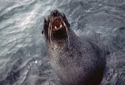 Southern Fur seal