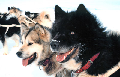 New Zealand dog team at Scott base Antarctica 1978, picture courtesy NOAA