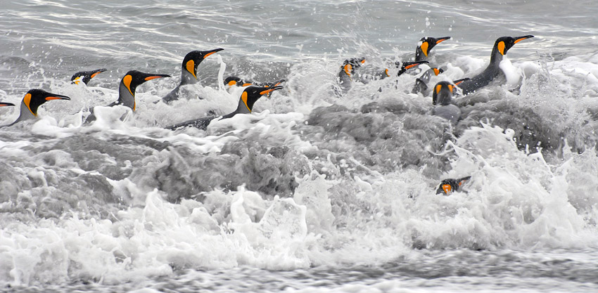 King penguins swimming