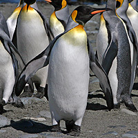 King penguin