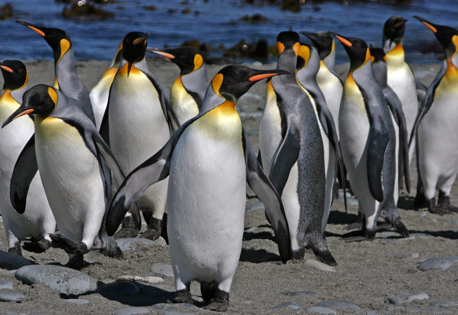 King Penguin  Facts, pictures & more about King Penguin