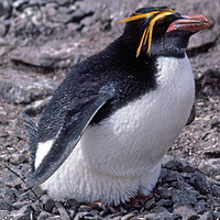 Macaroni penguin