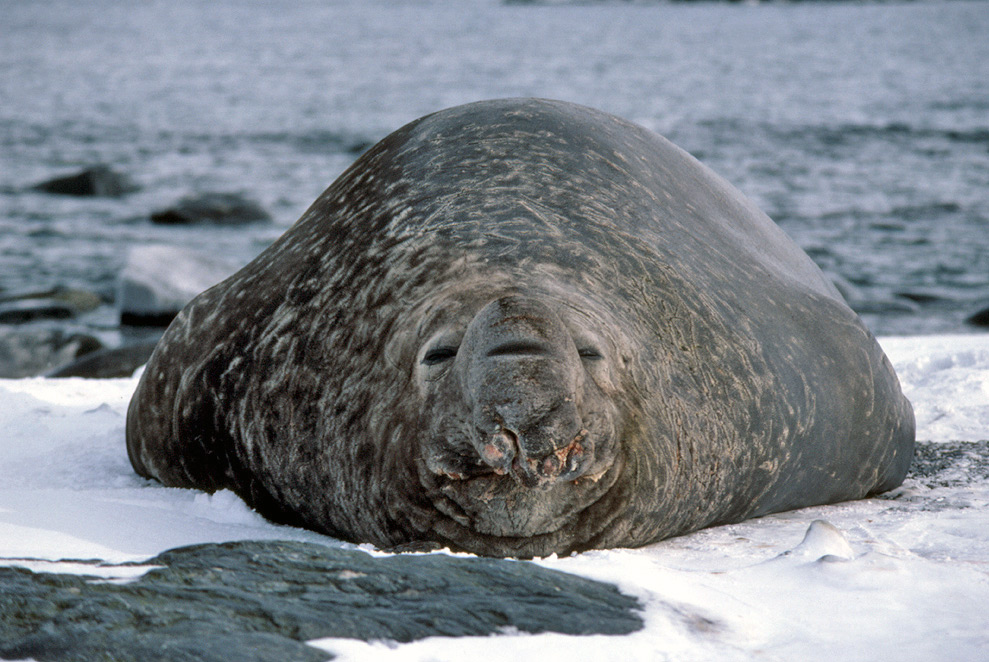 Southern Elephant Seals top 5 biggest mammals